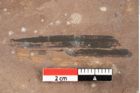 Foto (Detailansicht) von Typha latissima Braun (NHMW-GEO-2024-0188-0435)